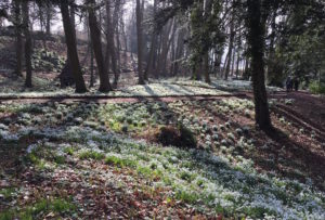 Snowdrops in the woodland at Painswick Rococo Garden