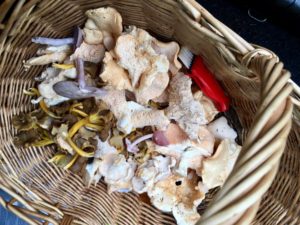 Foraged mushroom collection